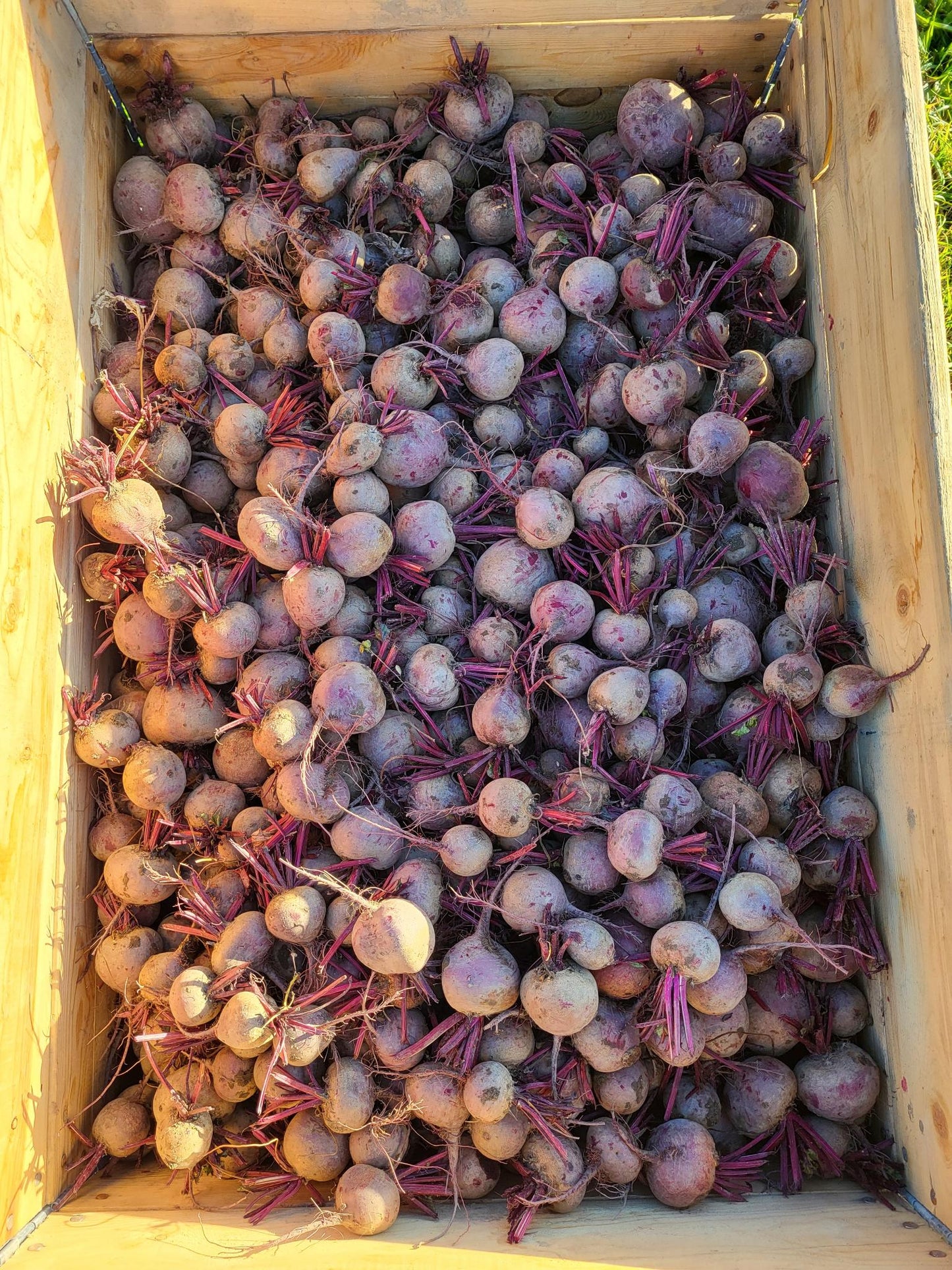 Red Beets