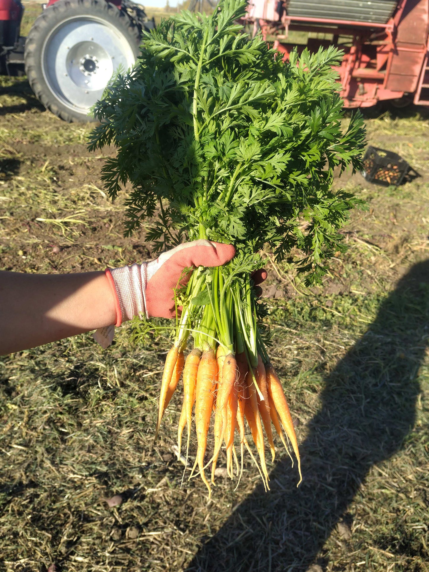 Carrots