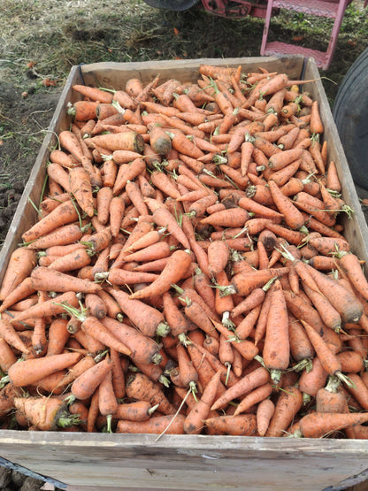 Carrots