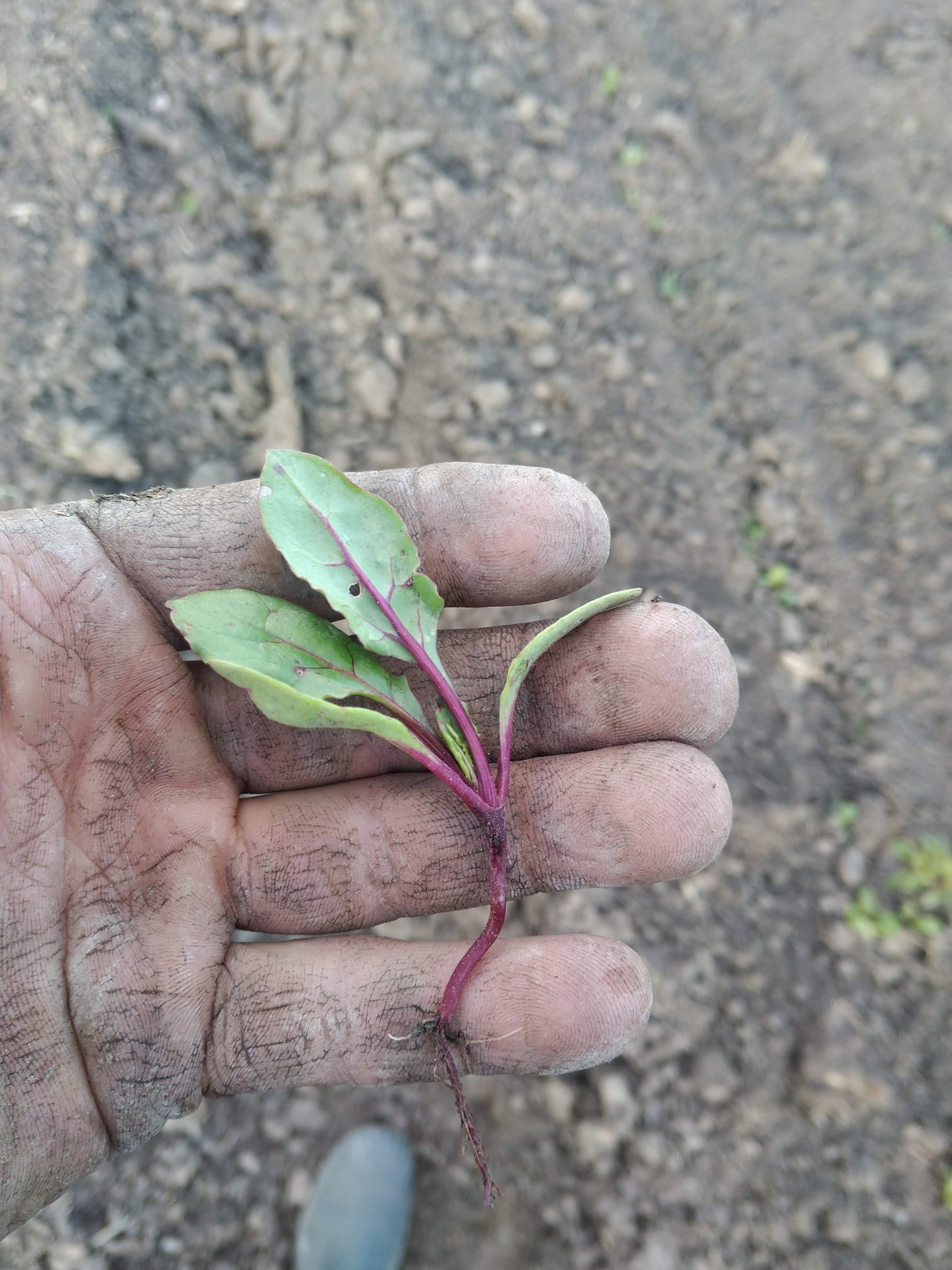 Red Beets