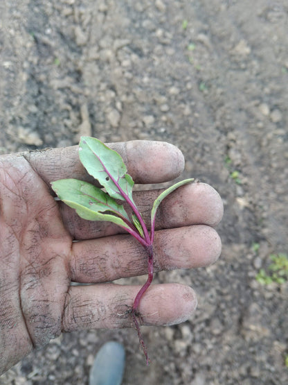 Red Beets