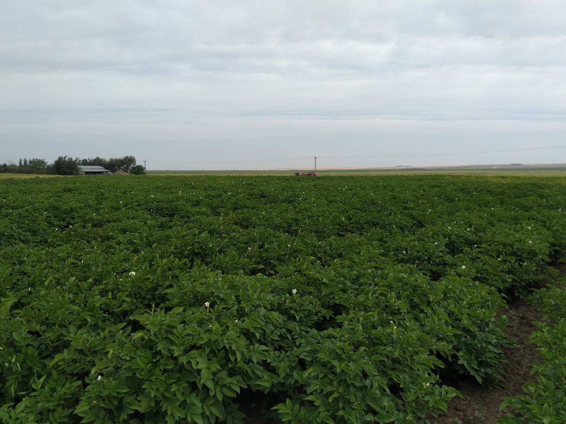 Praire Roots Produce – Prairie Roots Produce